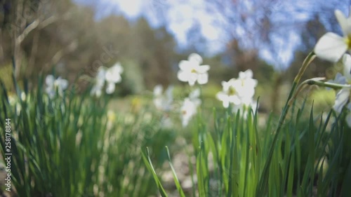 Springtime flowers sway gently in breeze on gorgeous sunny day