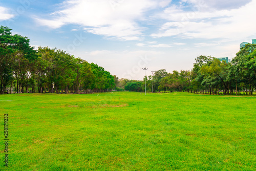 Green field city public park with row of tree and blue sky