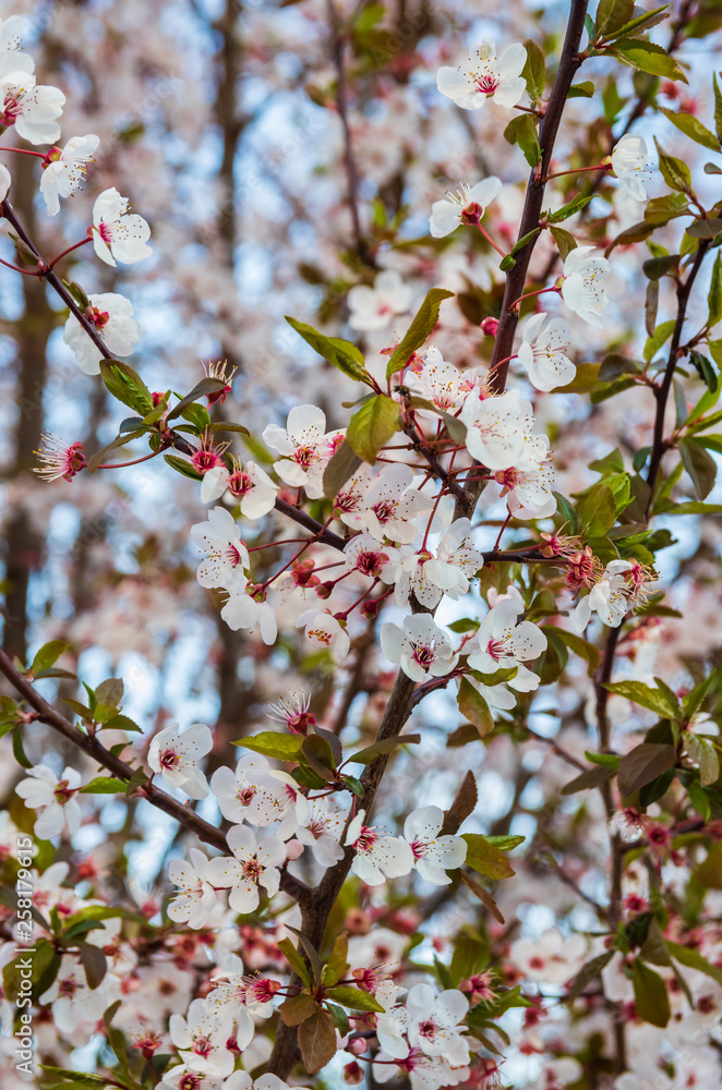 Blooming plum blossoms and branches close up at sunset Blooming plum blossoms and branches close up at sunset