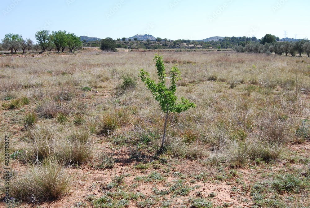 Young Almond Tree, Valencia, Spain