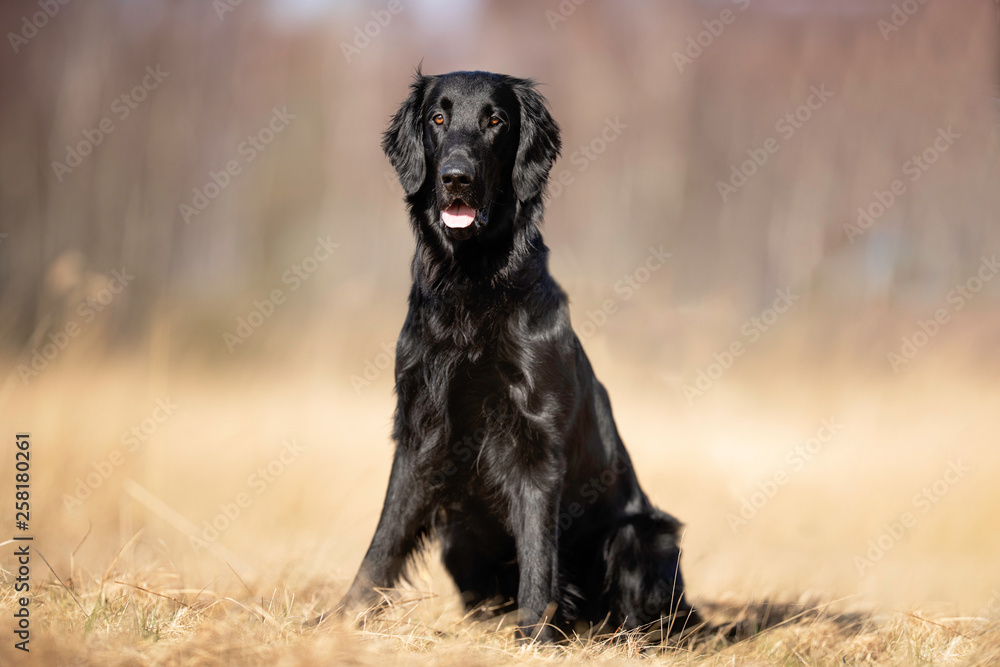 Portrait of a dog Portrait of a dog