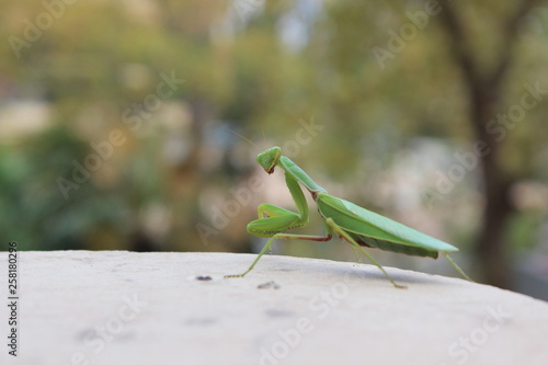portrait of a mantis in profile
