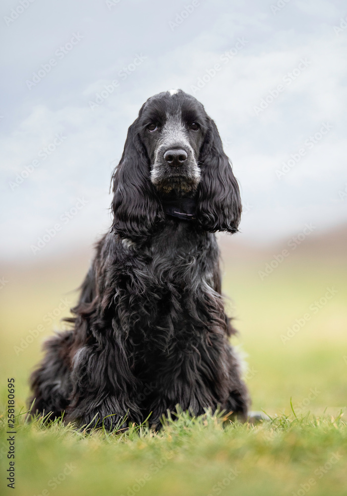 Portrait of a dog Portrait of a dog