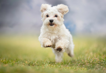 Portrait of a dog