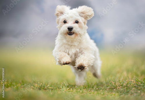 Fotografie, Tablou Portrait of a dog
