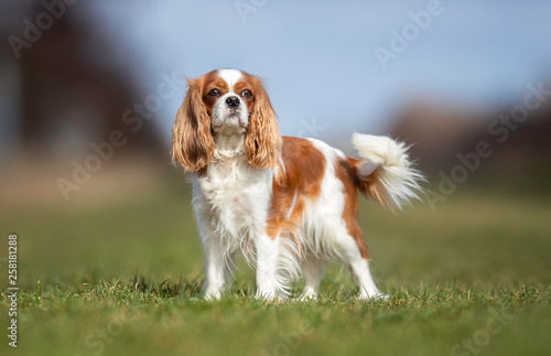 Photo Portrait of a dog