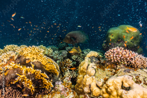 Coral reefs and water plants in the Red Sea, Eilat Israel