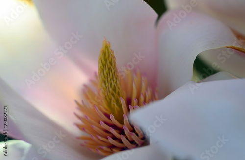 Nahaufnahme einer Magnolienblüte photo