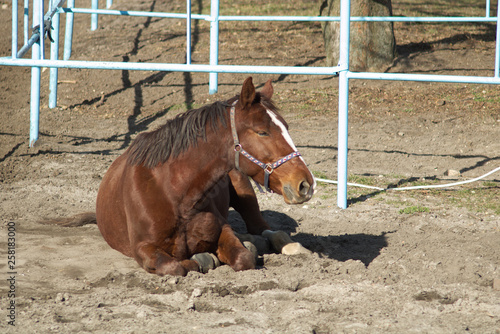 The horse is resting in the pasture.