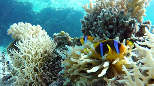 Wallpaper Mural Coral reef, tropical fish. Warm ocean and clear water. Underwater world. Torontodigital.ca