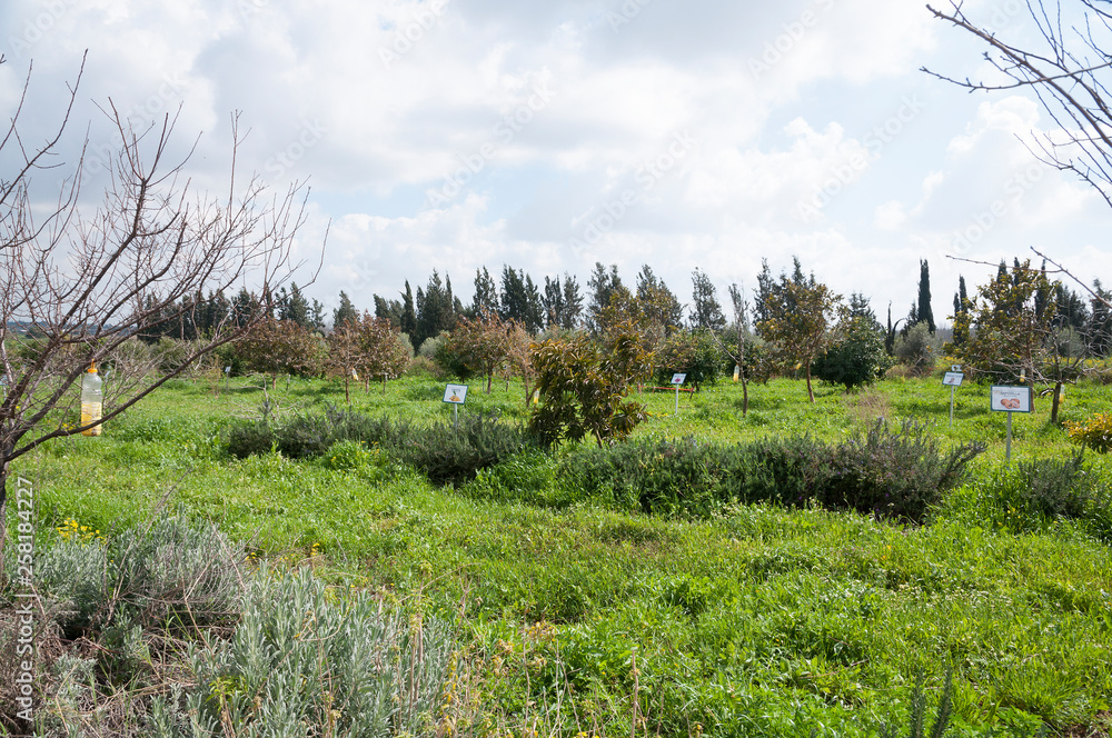 Varied fruit trees on organic farm
