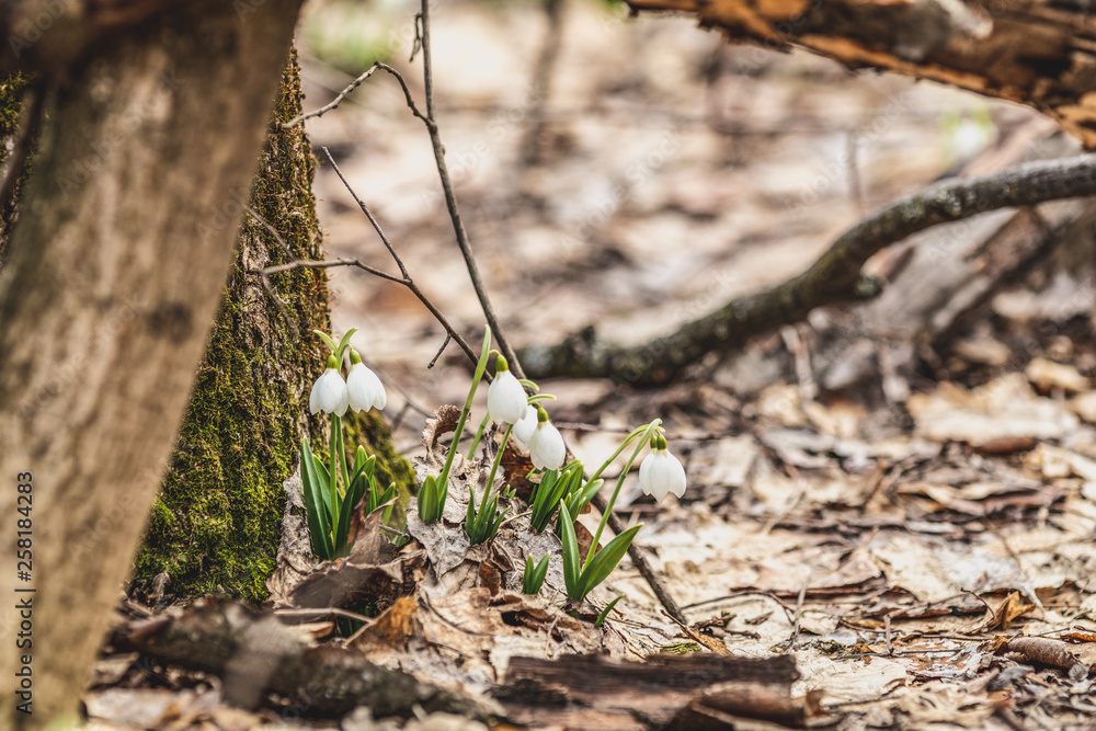 White blooming snowdrop folded or Galanthus plicatus White blooming snowdrop folded or Galanthus plicatus