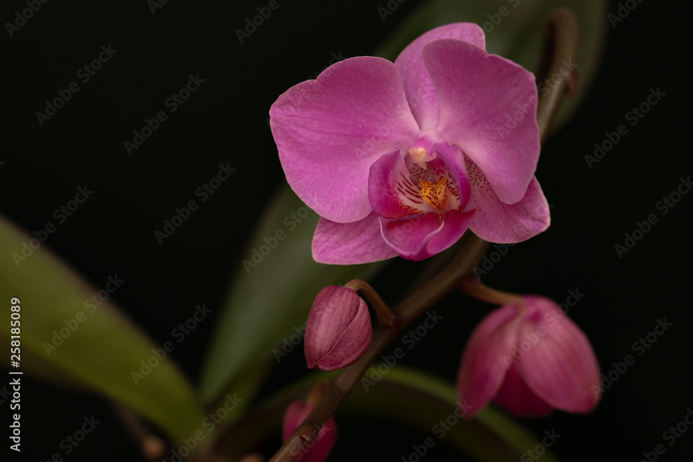 close-up of Phalaenopsis flower with buds on dark green background close-up of Phalaenopsis flower with buds on dark green background