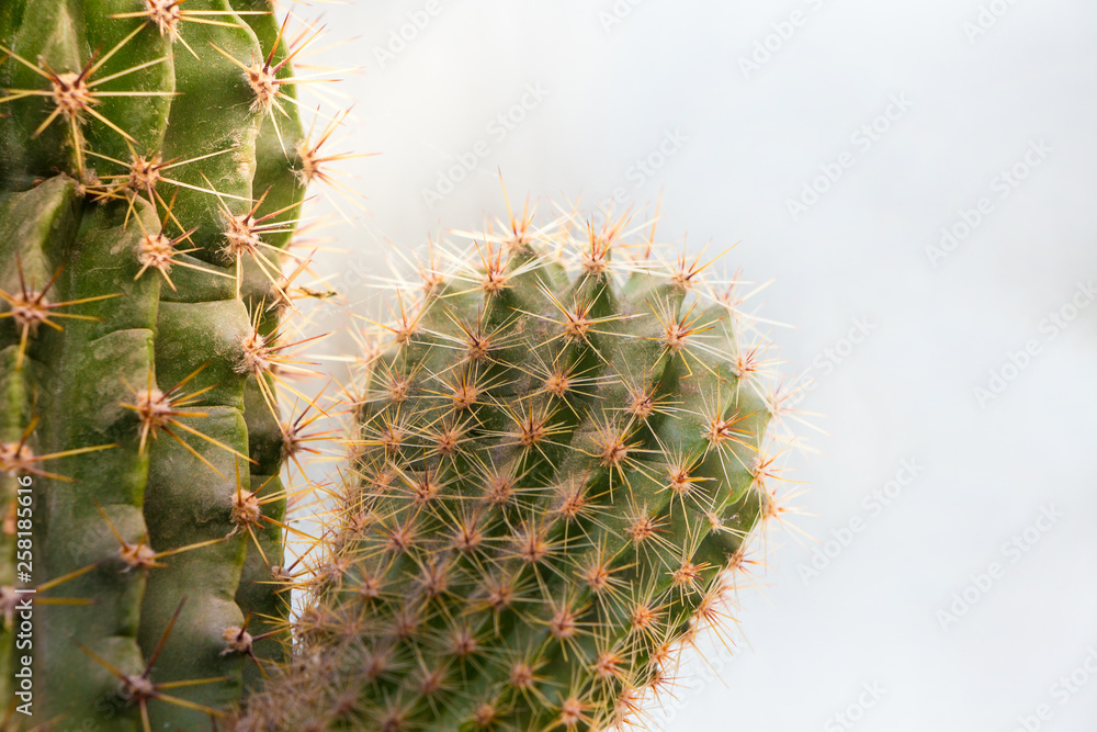 Cactus with sprouts close-up. Growing and selling cacti_ Cactus with sprouts close-up. Growing and selling cacti_