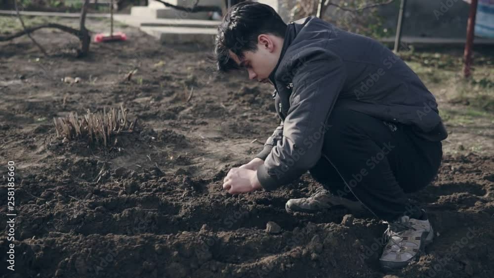 The male farmer seeding onions in organic vegetable garden. The male farmer seeding onions in organic vegetable garden.