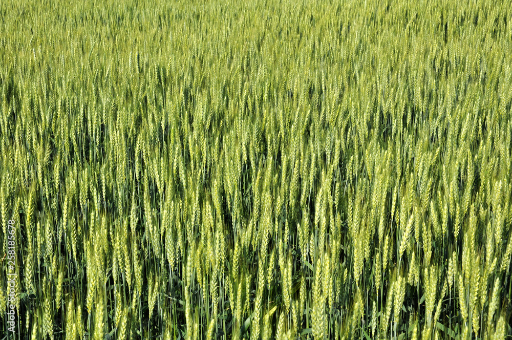 In the field ripens winter wheat In the field ripens winter wheat