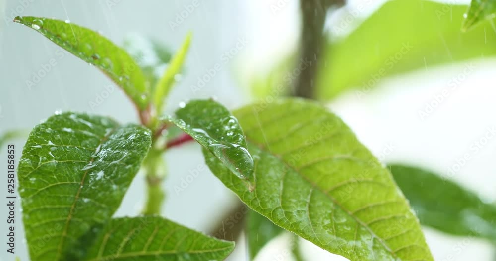 Slow motion shot of rain drops falling from green leafy Slow motion shot of rain drops falling from green leafy