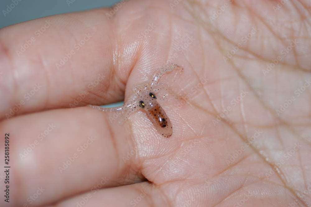 Obraz premium Baby Octopus