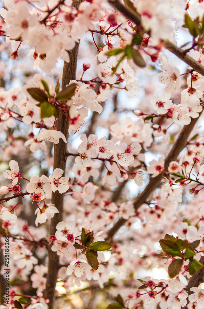Blooming flowers and plum branches close up at sunset Blooming flowers and plum branches close up at sunset