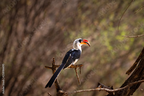 Close-up profile of von der decken's hornbill bird © Traci Beattie