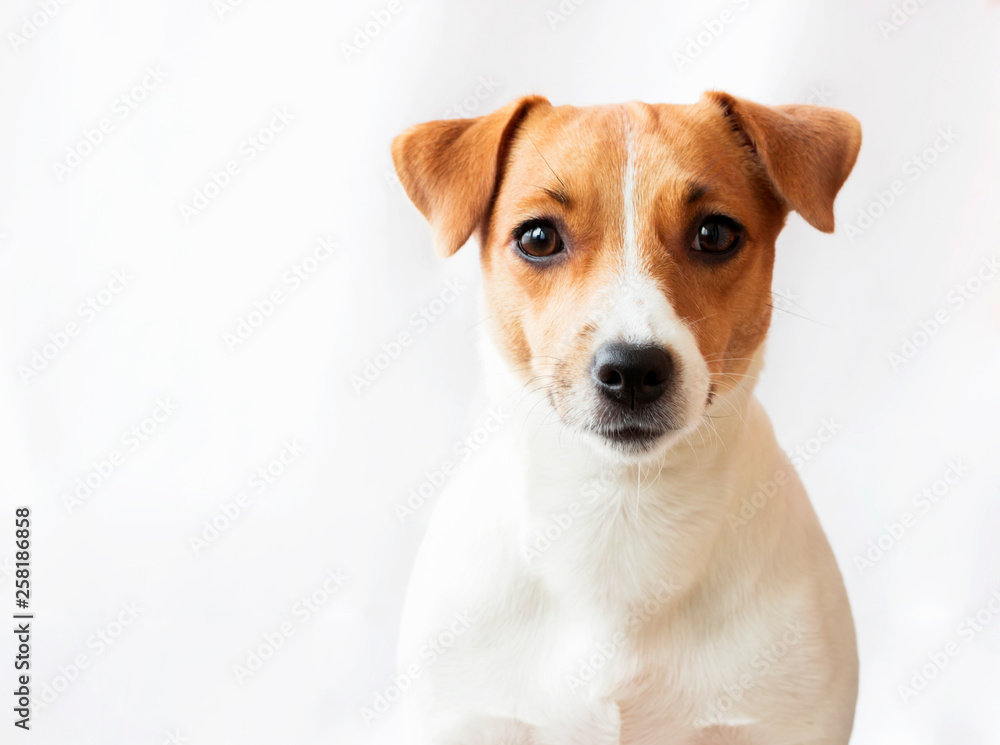 Dog on white background - obrazy, fototapety, plakaty 