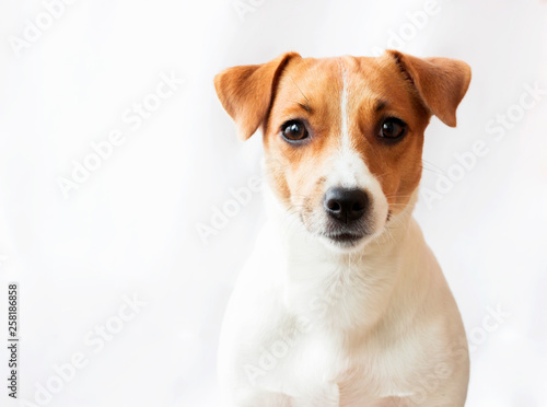 Dog on white background