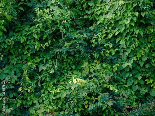 Fototapeta Naklejka Na Ścianę i Meble -  Natural green background near the Mississippi river. Baton Rouge, Louisiana, USA