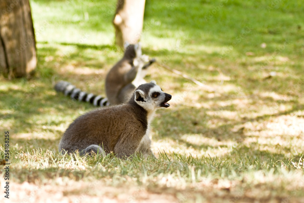 Fototapeta premium Lemurs of Madagascar, Ring-Tailed Lemurs