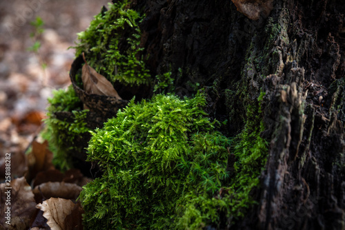 moss on trunk of a tree