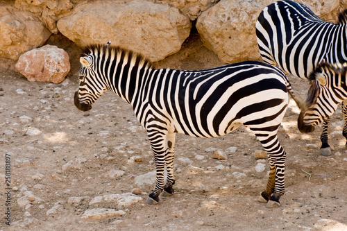 Zebras at the Zoo of Jerusalem