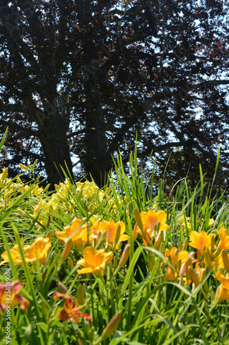 Field of Tiger Lilys