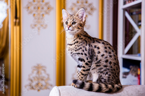 Foto Cat Savannah F1 sitting on the couch