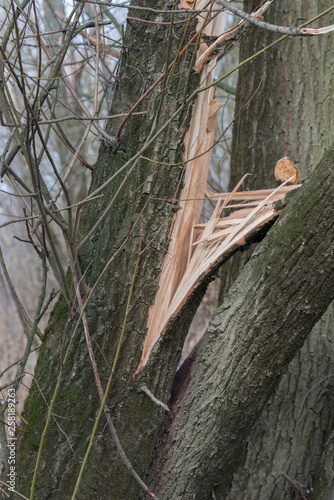 old broken willow tree