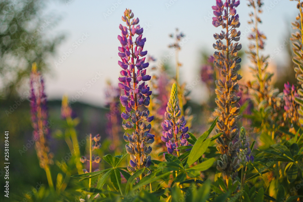 Obraz premium Lupinus, powszechnie znany jako łubin lub łubin