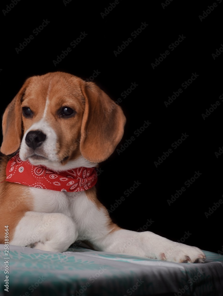 perro beagle cachorro foto de Stock | Adobe Stock