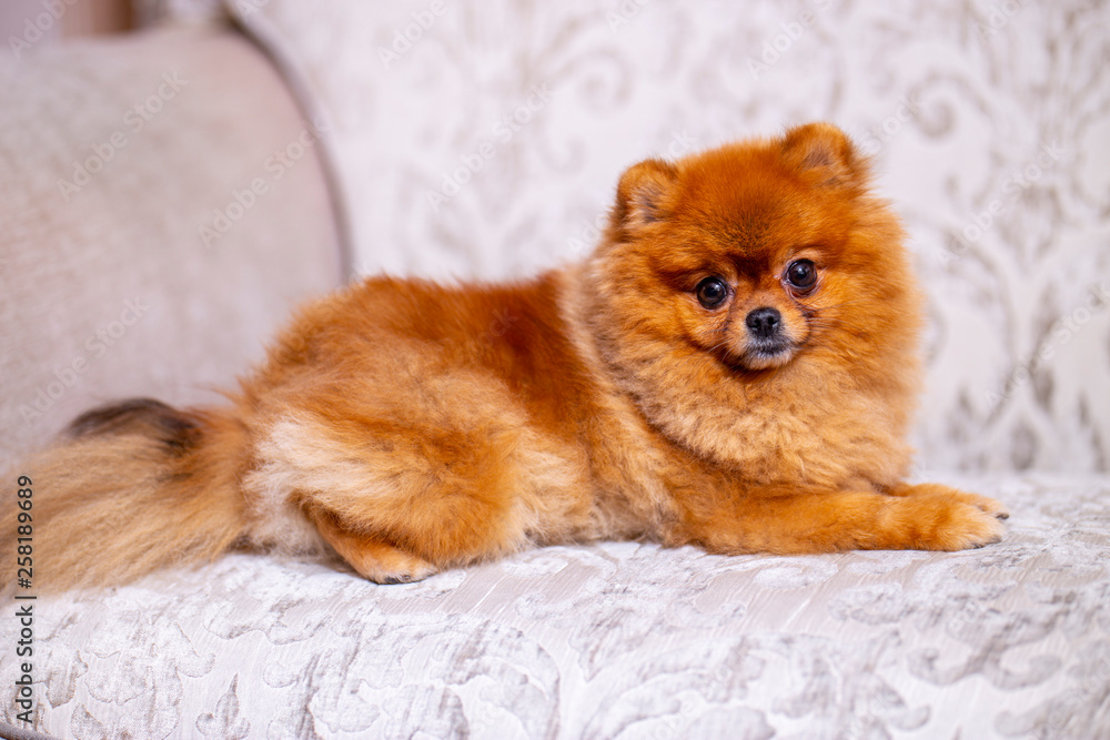 Pomeranian sitting on the couch Pomeranian sitting on the couch