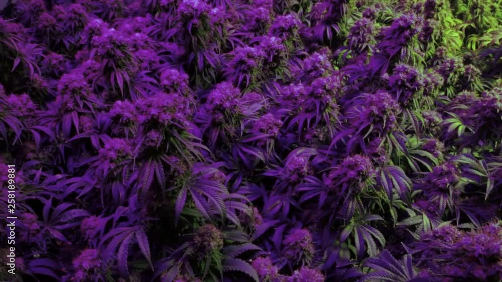 Purple indoor marijuana plants under lights Purple indoor marijuana plants under lights