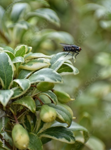 mosca macro insecto © ransilmar
