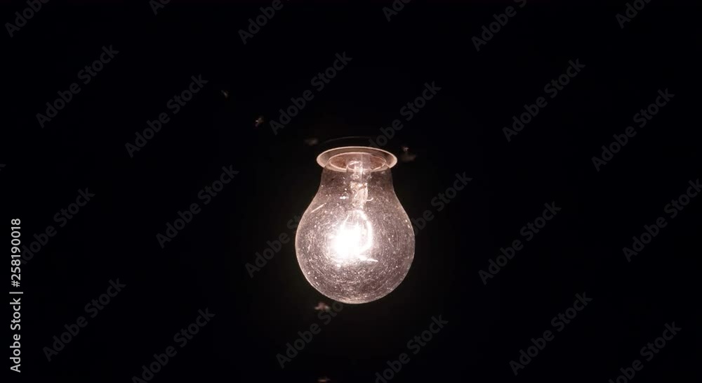 Moth butterflies flying slow motion near Lamp bulb at night Moth butterflies flying slow motion near Lamp bulb at night