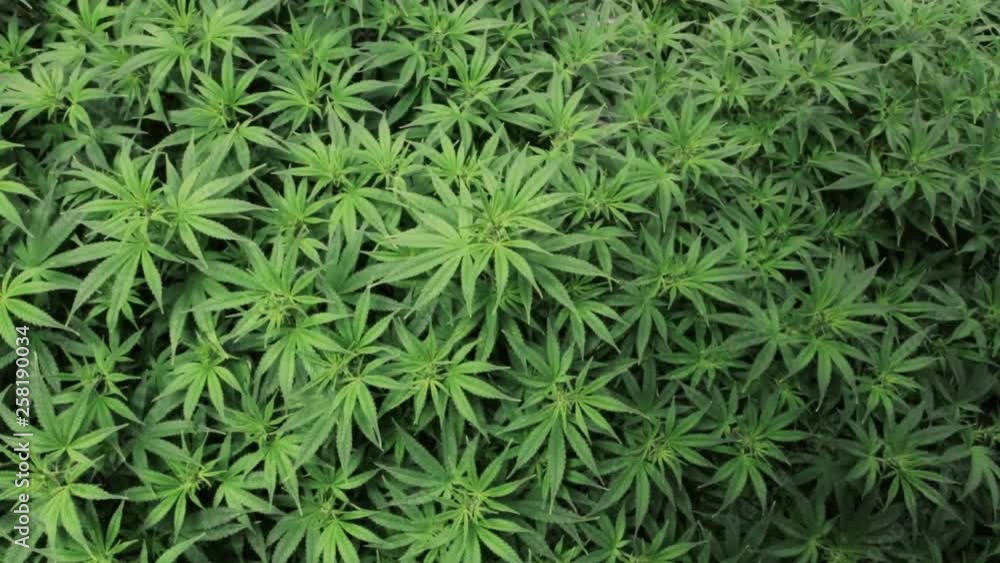 Overhead top down view of marijuana plants Overhead top down view of marijuana plants