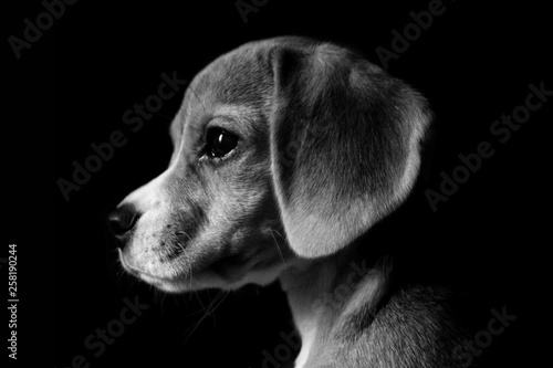 perro cachorro beagle blanco y negro perfil snoopy