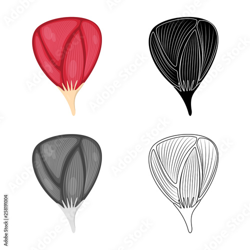 Vector illustration of fiber and muscular logo. Collection of fiber and body  vector icon for stock.
