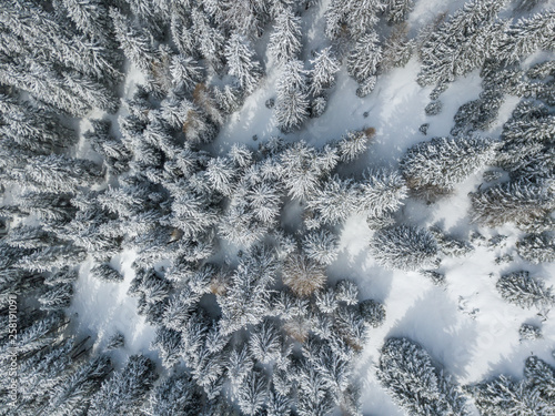 Aerial view of snow covered fir trees © Mario