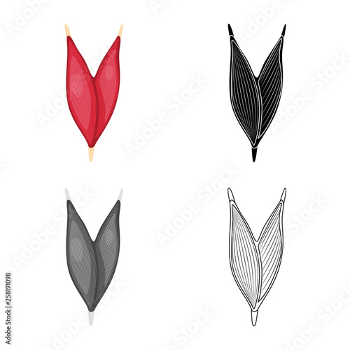 Vector design of fiber and muscular sign. Set of fiber and body  vector icon for stock.