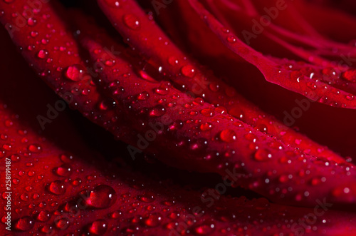 Red Rose Flower closeup