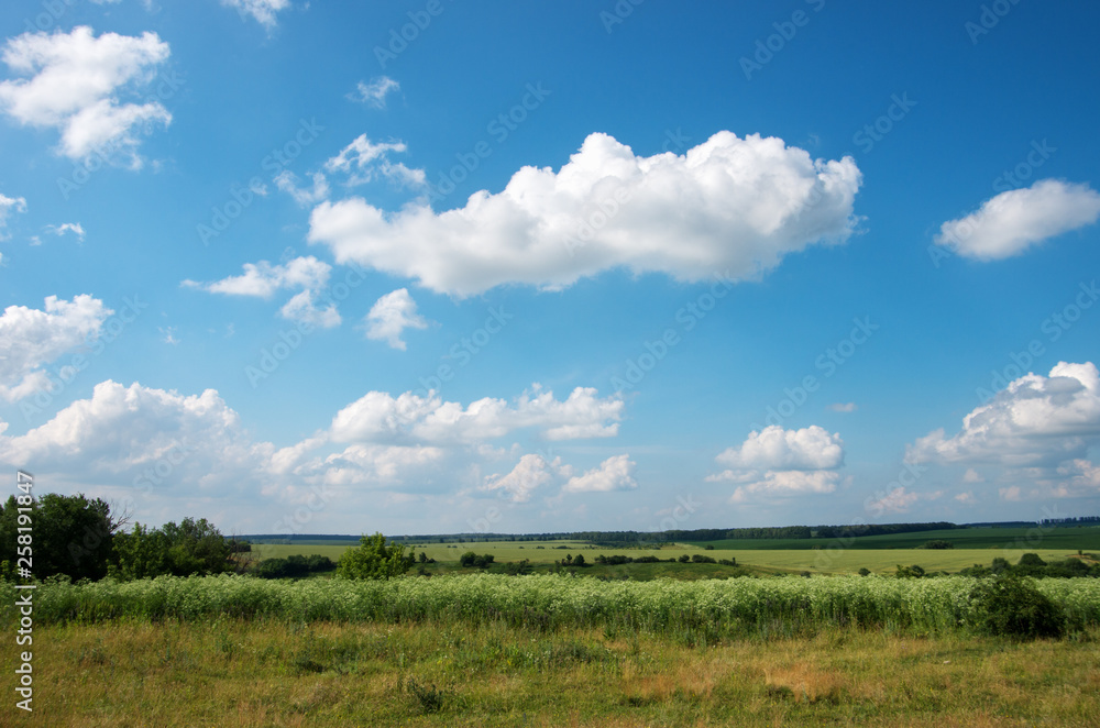 green meadow and blue sky with clouds in summer