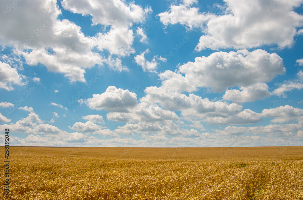 Golden wheat field under sunny blue sky Golden wheat field under sunny blue sky