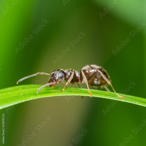 Black ant (Lasius niger) on grass stem