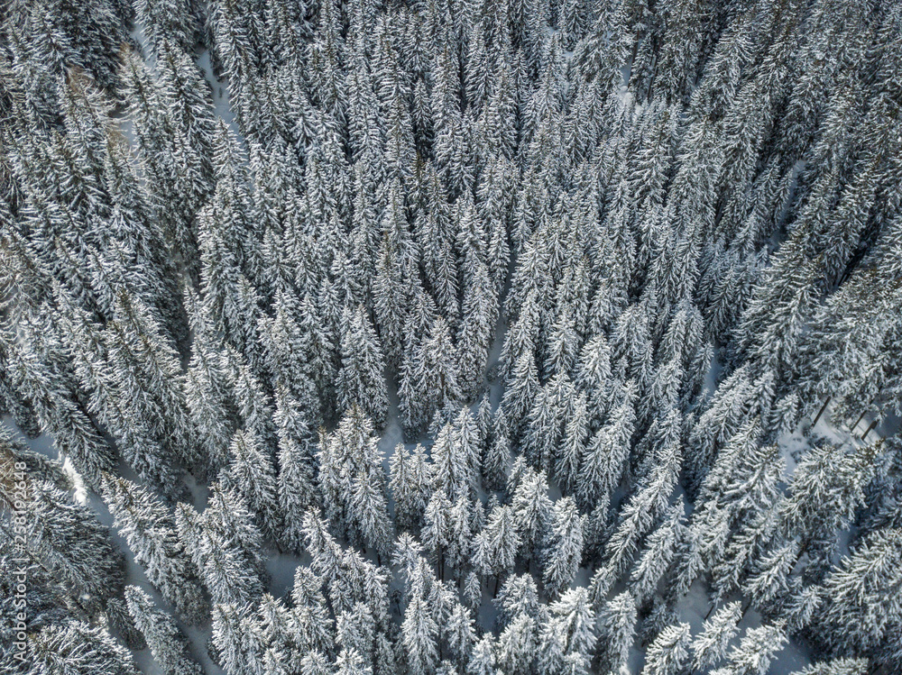 Aerial view of snow covered fir trees Aerial view of snow covered fir trees