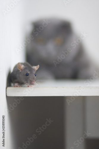mouse, rat cute gray and cat purebred British. Pets.